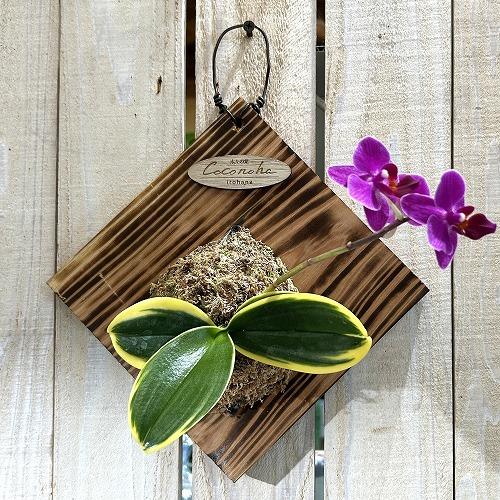 ※現在花無し 洋蘭 洋ラン　斑入り葉胡蝶蘭 ファレノプシス ココノハ 板付き壁掛け(個体おまかせ1鉢)　インテリアグリーン おしゃれ 可愛い かわいい ハンギング |  | 13