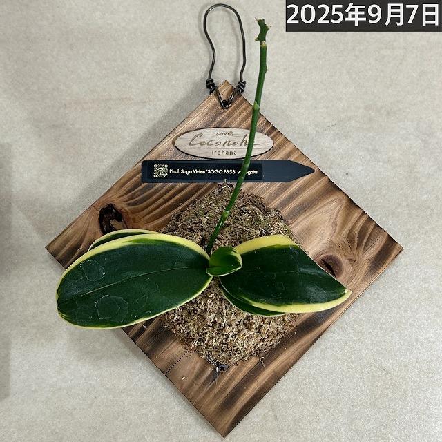 ※現在花無し 洋蘭 洋ラン　斑入り葉胡蝶蘭 ファレノプシス ココノハ 板付き壁掛け(個体おまかせ1鉢)　インテリアグリーン おしゃれ 可愛い かわいい ハンギング |  | 16