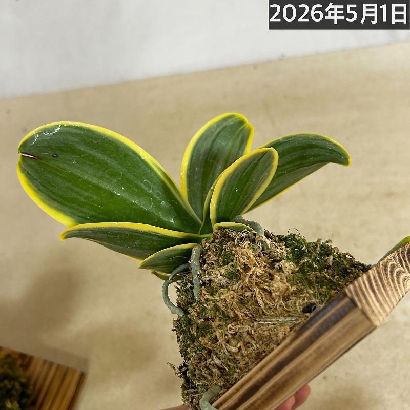 洋ラン【現在花無し】斑入り葉胡蝶蘭 ファレノプシス ココノハ 板付き壁掛け(個体おまかせ1鉢)　洋蘭 インテリアグリーン おしゃれ 可愛い かわいい ハンギング |  | 15