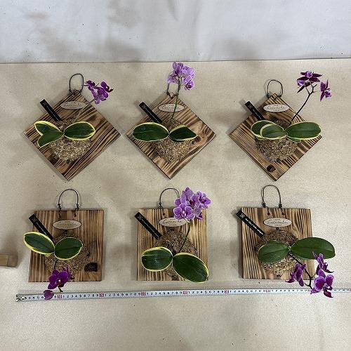 ※現在花無し 洋蘭 洋ラン　斑入り葉胡蝶蘭 ファレノプシス ココノハ 板付き壁掛け(個体おまかせ1鉢)　インテリアグリーン おしゃれ 可愛い かわいい ハンギング |  | 14