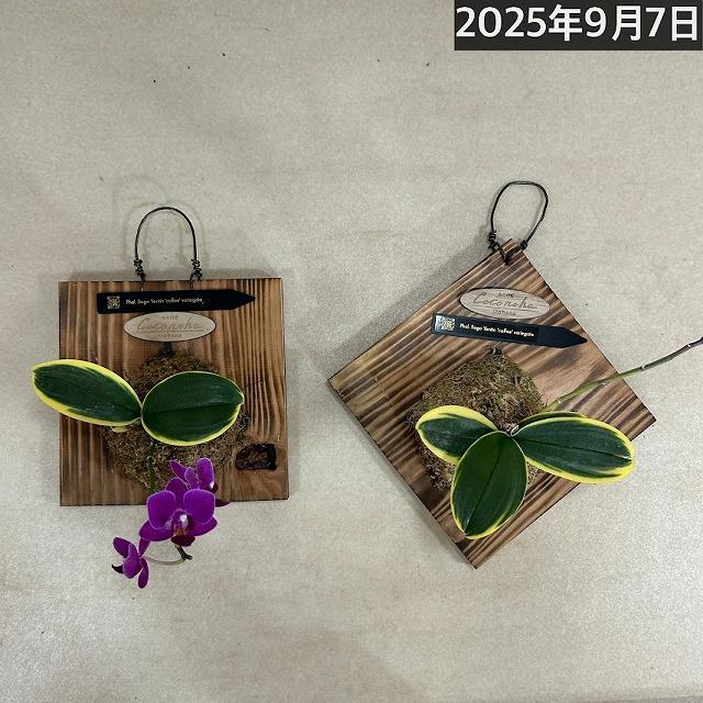 ※現在花無し 洋蘭 洋ラン　斑入り葉胡蝶蘭 ファレノプシス ココノハ 板付き壁掛け(個体おまかせ1鉢)　インテリアグリーン おしゃれ 可愛い かわいい ハンギング |  | 02