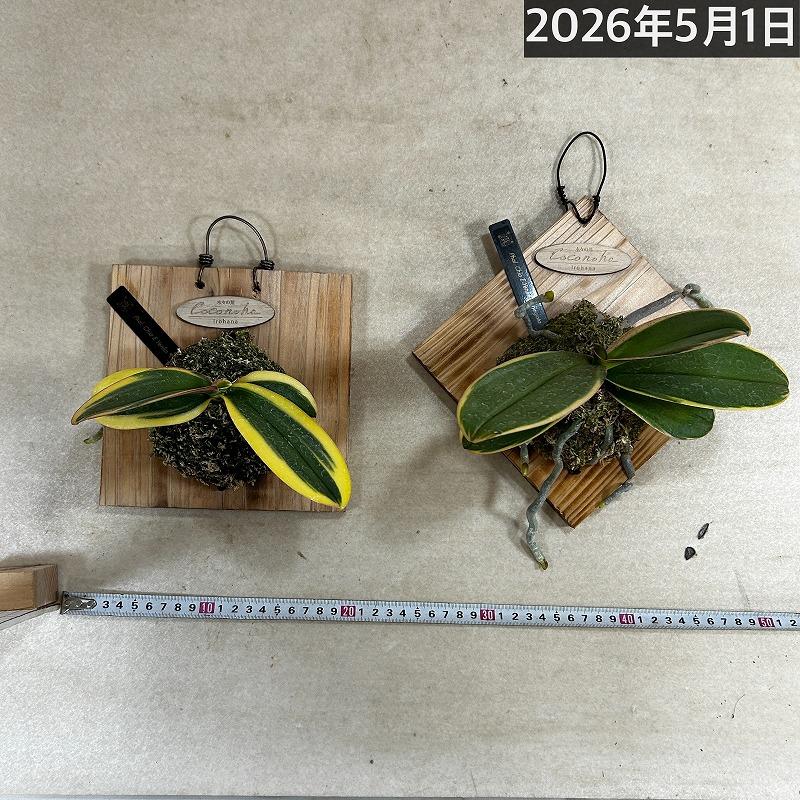 洋ラン【現在花無し】斑入り葉胡蝶蘭 ファレノプシス ココノハ 板付き壁掛け(個体おまかせ1鉢)　洋蘭 インテリアグリーン おしゃれ 可愛い かわいい ハンギング |  | 03