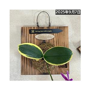 ※現在花無し 洋蘭 洋ラン　斑入り葉胡蝶蘭 ファレノプシス ココノハ 板付き壁掛け(個体おまかせ1鉢)　インテリアグリーン おしゃれ 可愛い かわいい ハンギング |  | 17