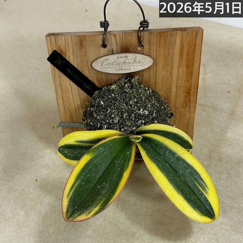 洋ラン【現在花無し】斑入り葉胡蝶蘭 ファレノプシス ココノハ 板付き壁掛け(個体おまかせ1鉢)　洋蘭 インテリアグリーン おしゃれ 可愛い かわいい ハンギング |  | 16