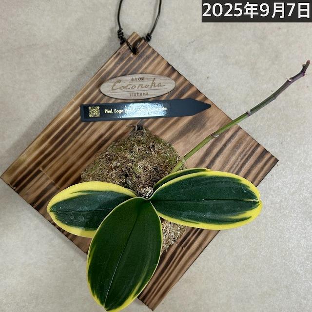 ※現在花無し 洋蘭 洋ラン　斑入り葉胡蝶蘭 ファレノプシス ココノハ 板付き壁掛け(個体おまかせ1鉢)　インテリアグリーン おしゃれ 可愛い かわいい ハンギング |  | 18