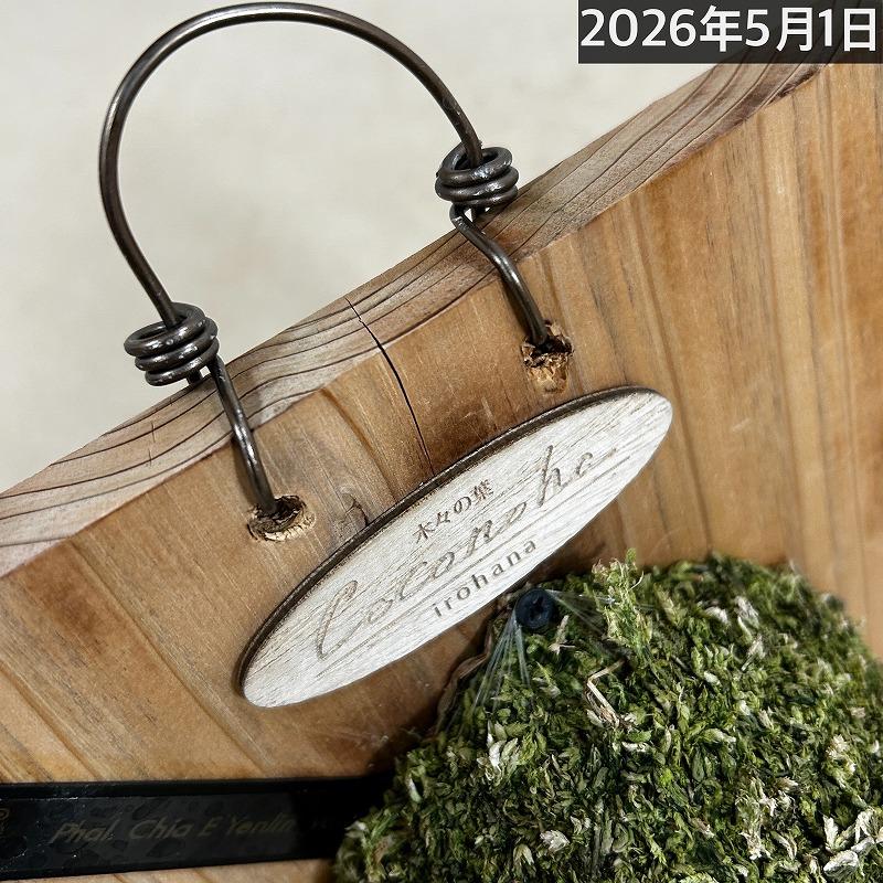 洋ラン【現在花無し】斑入り葉胡蝶蘭 ファレノプシス ココノハ 板付き壁掛け(個体おまかせ1鉢)　洋蘭 インテリアグリーン おしゃれ 可愛い かわいい ハンギング |  | 17