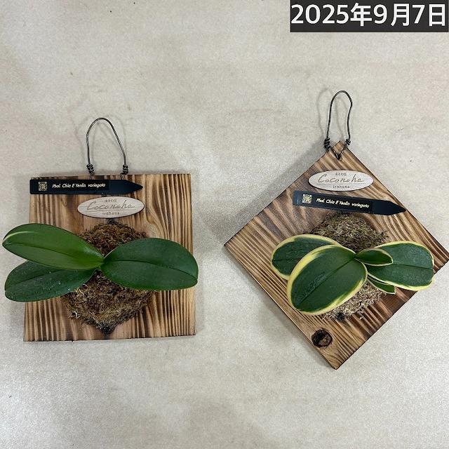 ※現在花無し 洋蘭 洋ラン　斑入り葉胡蝶蘭 ファレノプシス ココノハ 板付き壁掛け(個体おまかせ1鉢)　インテリアグリーン おしゃれ 可愛い かわいい ハンギング |  | 03