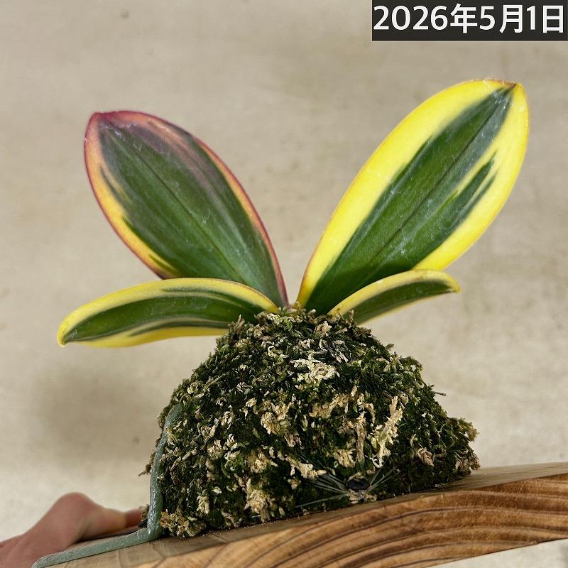洋ラン【現在花無し】斑入り葉胡蝶蘭 ファレノプシス ココノハ 板付き壁掛け(個体おまかせ1鉢)　洋蘭 インテリアグリーン おしゃれ 可愛い かわいい ハンギング |  | 18