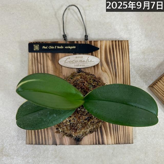 ※現在花無し 洋蘭 洋ラン　斑入り葉胡蝶蘭 ファレノプシス ココノハ 板付き壁掛け(個体おまかせ1鉢)　インテリアグリーン おしゃれ 可愛い かわいい ハンギング |  | 19