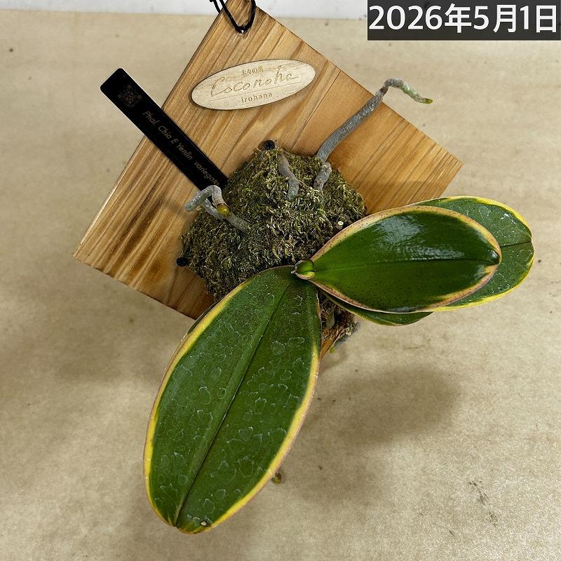 洋ラン【現在花無し】斑入り葉胡蝶蘭 ファレノプシス ココノハ 板付き壁掛け(個体おまかせ1鉢)　洋蘭 インテリアグリーン おしゃれ 可愛い かわいい ハンギング |  | 19