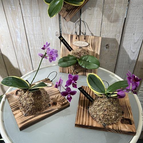 ※現在花無し 洋蘭 洋ラン　斑入り葉胡蝶蘭 ファレノプシス ココノハ 板付き壁掛け(個体おまかせ1鉢)　インテリアグリーン おしゃれ 可愛い かわいい ハンギング |  | 04