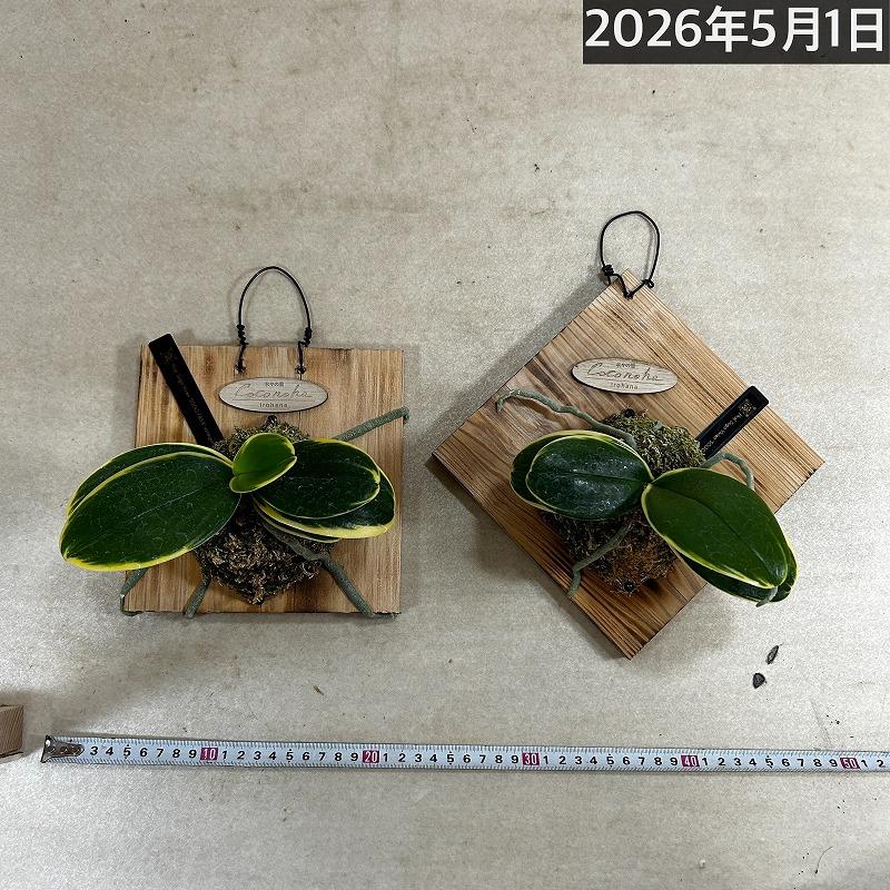 洋ラン【現在花無し】斑入り葉胡蝶蘭 ファレノプシス ココノハ 板付き壁掛け(個体おまかせ1鉢)　洋蘭 インテリアグリーン おしゃれ 可愛い かわいい ハンギング |  | 01