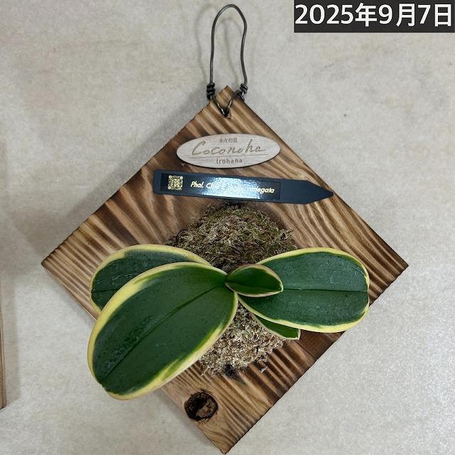 ※現在花無し 洋蘭 洋ラン　斑入り葉胡蝶蘭 ファレノプシス ココノハ 板付き壁掛け(個体おまかせ1鉢)　インテリアグリーン おしゃれ 可愛い かわいい ハンギング |  | 20