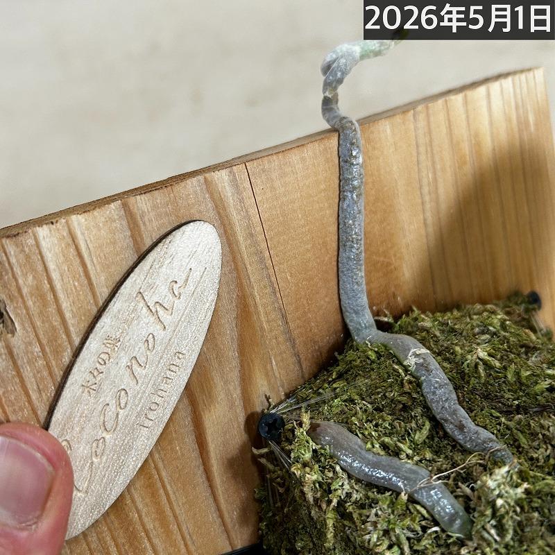 洋ラン【現在花無し】斑入り葉胡蝶蘭 ファレノプシス ココノハ 板付き壁掛け(個体おまかせ1鉢)　洋蘭 インテリアグリーン おしゃれ 可愛い かわいい ハンギング |  | 20