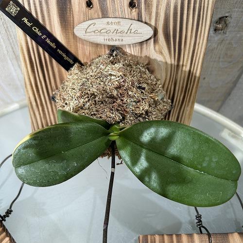 ※現在花無し 洋蘭 洋ラン　斑入り葉胡蝶蘭 ファレノプシス ココノハ 板付き壁掛け(個体おまかせ1鉢)　インテリアグリーン おしゃれ 可愛い かわいい ハンギング |  | 05