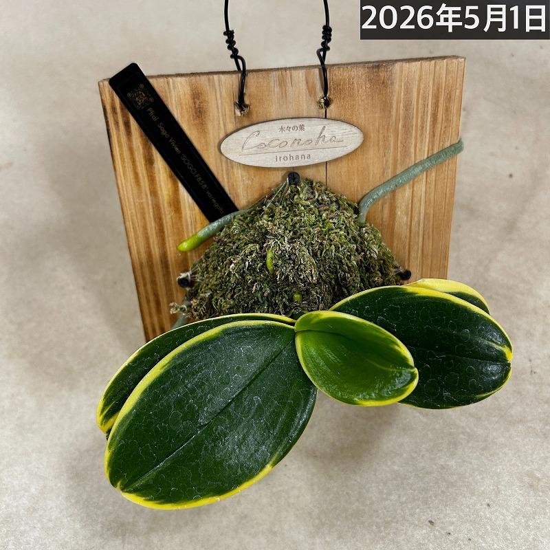 洋ラン【現在花無し】斑入り葉胡蝶蘭 ファレノプシス ココノハ 板付き壁掛け(個体おまかせ1鉢)　洋蘭 インテリアグリーン おしゃれ 可愛い かわいい ハンギング |  | 04