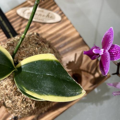 ※現在花無し 洋蘭 洋ラン　斑入り葉胡蝶蘭 ファレノプシス ココノハ 板付き壁掛け(個体おまかせ1鉢)　インテリアグリーン おしゃれ 可愛い かわいい ハンギング |  | 06