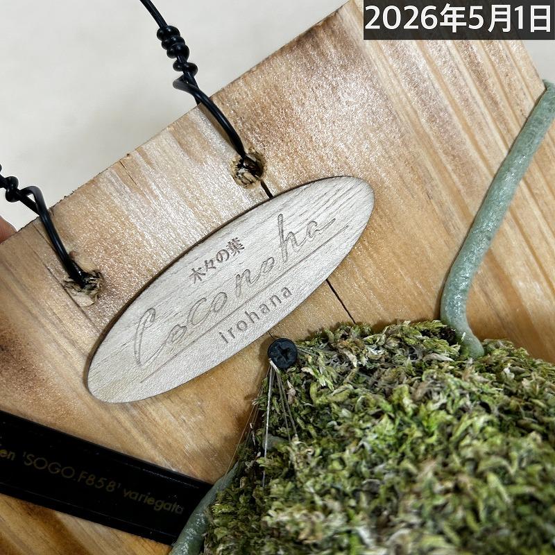 洋ラン【現在花無し】斑入り葉胡蝶蘭 ファレノプシス ココノハ 板付き壁掛け(個体おまかせ1鉢)　洋蘭 インテリアグリーン おしゃれ 可愛い かわいい ハンギング |  | 05