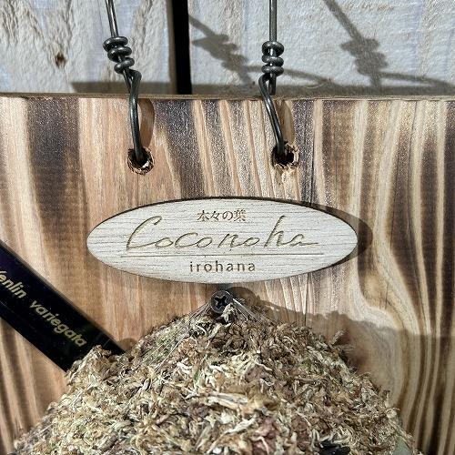 ※現在花無し 洋蘭 洋ラン　斑入り葉胡蝶蘭 ファレノプシス ココノハ 板付き壁掛け(個体おまかせ1鉢)　インテリアグリーン おしゃれ 可愛い かわいい ハンギング |  | 07