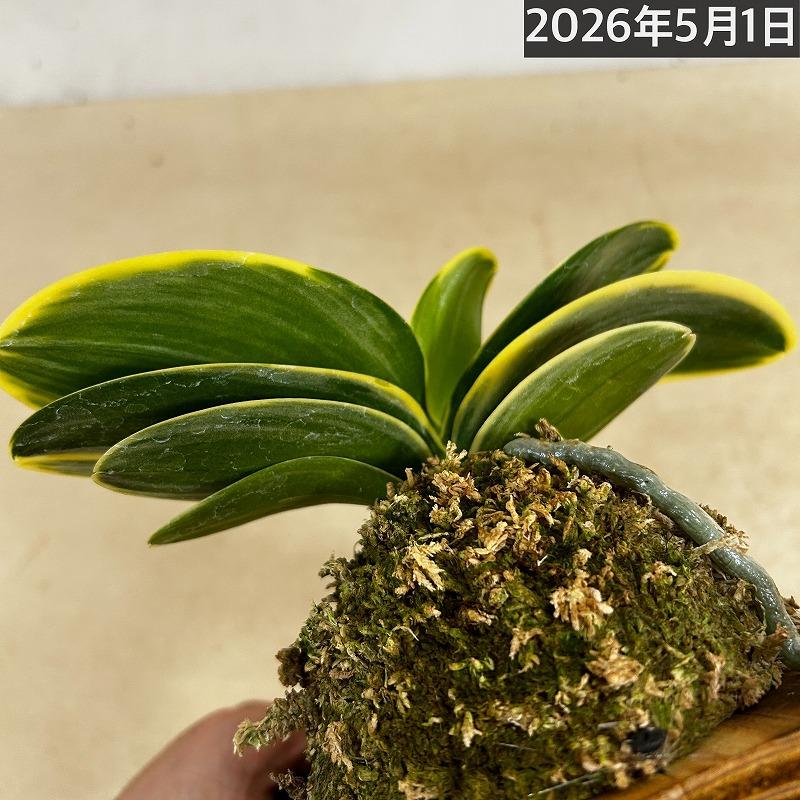 洋ラン【現在花無し】斑入り葉胡蝶蘭 ファレノプシス ココノハ 板付き壁掛け(個体おまかせ1鉢)　洋蘭 インテリアグリーン おしゃれ 可愛い かわいい ハンギング |  | 06
