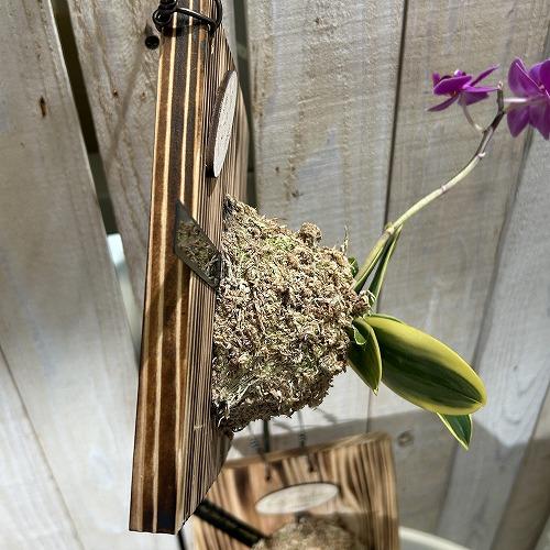 ※現在花無し 洋蘭 洋ラン　斑入り葉胡蝶蘭 ファレノプシス ココノハ 板付き壁掛け(個体おまかせ1鉢)　インテリアグリーン おしゃれ 可愛い かわいい ハンギング |  | 08