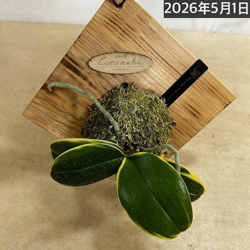 洋ラン【現在花無し】斑入り葉胡蝶蘭 ファレノプシス ココノハ 板付き壁掛け(個体おまかせ1鉢)　洋蘭 インテリアグリーン おしゃれ 可愛い かわいい ハンギング |  | 07