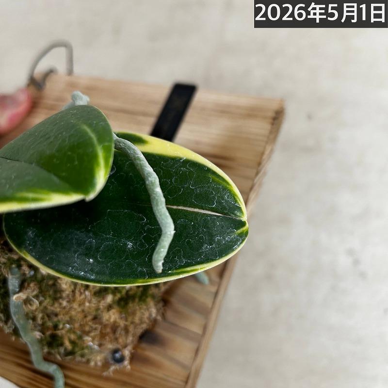 洋ラン【現在花無し】斑入り葉胡蝶蘭 ファレノプシス ココノハ 板付き壁掛け(個体おまかせ1鉢)　洋蘭 インテリアグリーン おしゃれ 可愛い かわいい ハンギング |  | 08