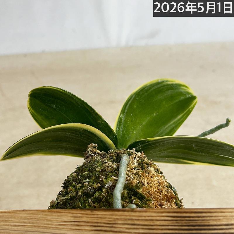 洋ラン【現在花無し】斑入り葉胡蝶蘭 ファレノプシス ココノハ 板付き壁掛け(個体おまかせ1鉢)　洋蘭 インテリアグリーン おしゃれ 可愛い かわいい ハンギング |  | 09