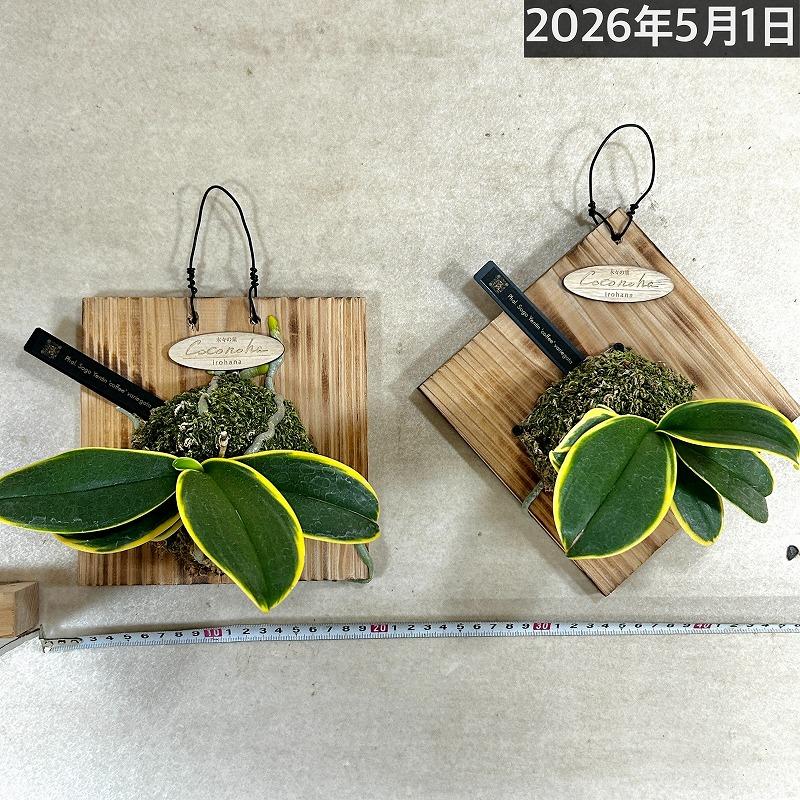 洋ラン【現在花無し】斑入り葉胡蝶蘭 ファレノプシス ココノハ 板付き壁掛け(個体おまかせ1鉢)　洋蘭 インテリアグリーン おしゃれ 可愛い かわいい ハンギング |  | 02