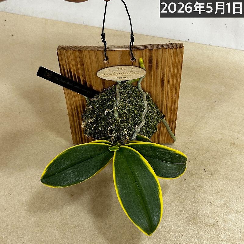 洋ラン【現在花無し】斑入り葉胡蝶蘭 ファレノプシス ココノハ 板付き壁掛け(個体おまかせ1鉢)　洋蘭 インテリアグリーン おしゃれ 可愛い かわいい ハンギング |  | 10