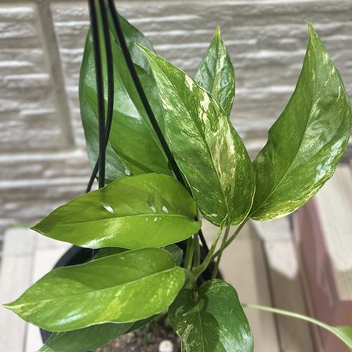 ラフィドフォラ　ピナタ 観葉植物 ラフィドフォラ ピナタ(斑入り) 4号吊り鉢(個体おまかせ1鉢