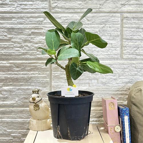 観葉植物 フィカス ベンガレンシス オードリー 5号(おまかせ1鉢