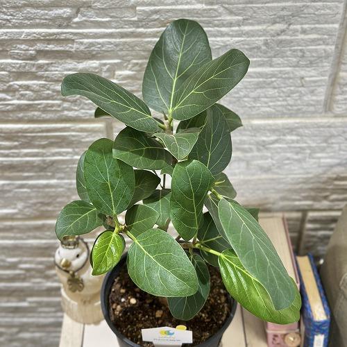 おしゃれグリーン 《 》ベンガレンシス 8号 観葉植物 フィカス 