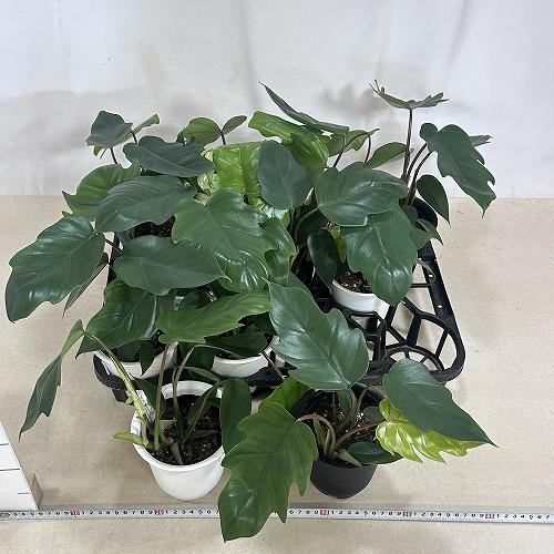 観葉植物 フィロデンドロン マヨイ 4号鉢(個体おまかせ1鉢) インテリア