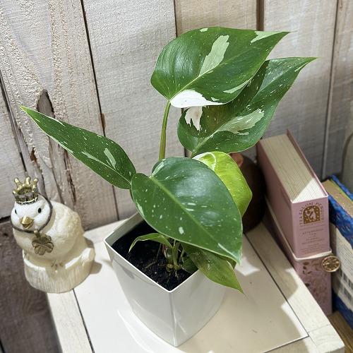 観葉植物 緑色の葉 白い鉢 観葉植物 【葉傷みあり】フィロデンドロン ホワイトプリンセス 4号白角