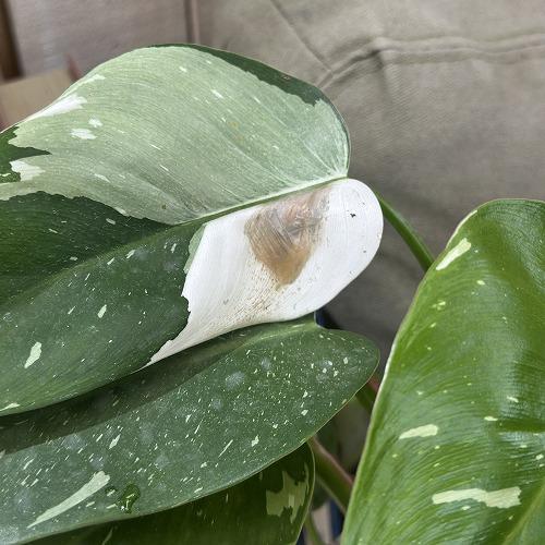 観葉植物 緑色の葉 白い鉢 観葉植物 緑色の葉 白い鉢 【公式通販】