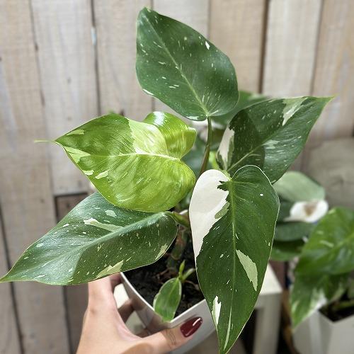 観葉植物 【葉傷みあり】フィロデンドロン ホワイトプリンセス 4号白角