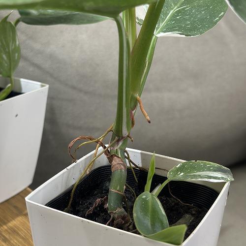 観葉植物 【葉傷みあり】フィロデンドロン ホワイトプリンセス 4号白角
