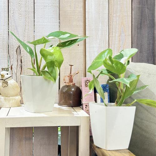 観葉植物 【葉傷みあり】フィロデンドロン ホワイトプリンセス 4号白角