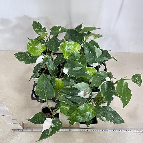 観葉植物 緑色の葉 白い鉢 観葉植物 緑色の葉 白い鉢 【公式通販】