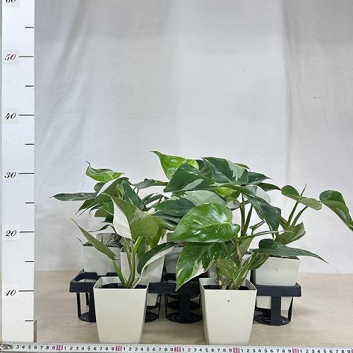 観葉植物 【葉傷みあり】フィロデンドロン ホワイトプリンセス 4号白角