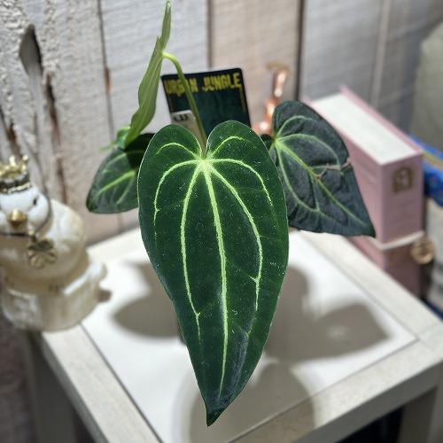 観葉植物 アンスリウム レガレ 3.5号ロング黒角鉢(個体おまかせ1鉢