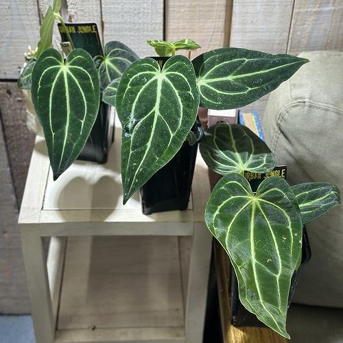 観葉植物 アンスリウム レガレ 3.5号ロング黒角鉢(個体おまかせ1鉢