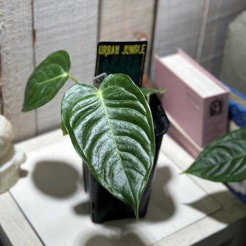 観葉植物　アンスリウム ベイチー 3.5号ロング黒角鉢(個体おまかせ1鉢)　インテリアグリーン おしゃれ 可愛い かわいい 室内園芸 | 