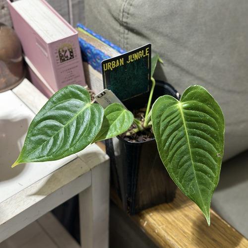 観葉植物　アンスリウム ベイチー 3.5号ロング黒角鉢(個体おまかせ1鉢)　インテリアグリーン おしゃれ 可愛い かわいい 室内園芸 |  | 02