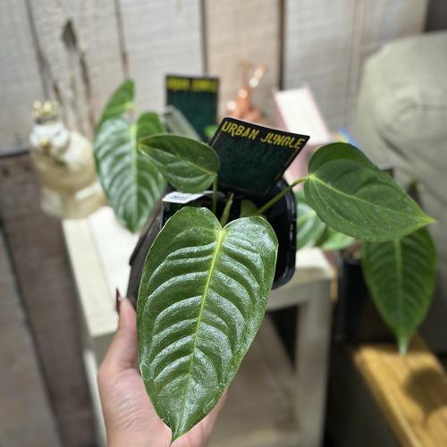 観葉植物　アンスリウム ベイチー 3.5号ロング黒角鉢(個体おまかせ1鉢)　インテリアグリーン おしゃれ 可愛い かわいい 室内園芸 |  | 03