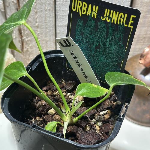 観葉植物　アンスリウム ベイチー 3.5号ロング黒角鉢(個体おまかせ1鉢)　インテリアグリーン おしゃれ 可愛い かわいい 室内園芸 |  | 04