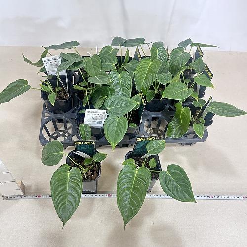 観葉植物　アンスリウム ベイチー 3.5号ロング黒角鉢(個体おまかせ1鉢)　インテリアグリーン おしゃれ 可愛い かわいい 室内園芸 |  | 05