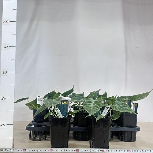 観葉植物　アンスリウム ベイチー 3.5号ロング黒角鉢(個体おまかせ1鉢)　インテリアグリーン おしゃれ 可愛い かわいい 室内園芸 |  | 06
