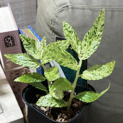観葉植物 ペリオニア レペンス バリエガータ 3.5号ロング黒角鉢(個体